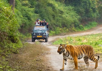 Jim Corbett National Park / Nainital